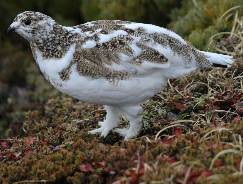 7.-Ptarmigan.jpg