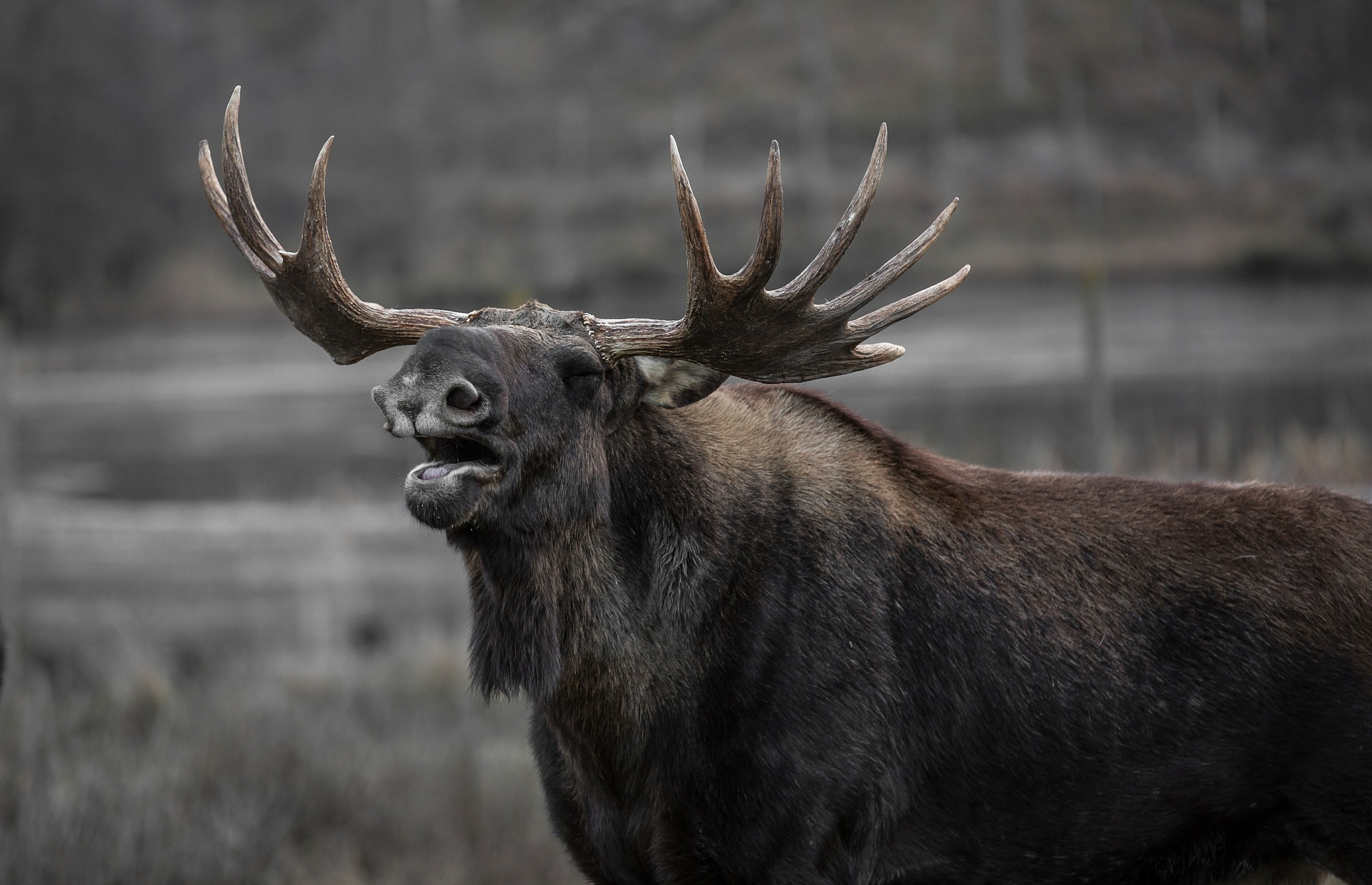 moose-602659_1920.jpg